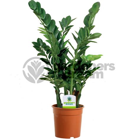 house plants buy online   28 images   all indoor plants ...