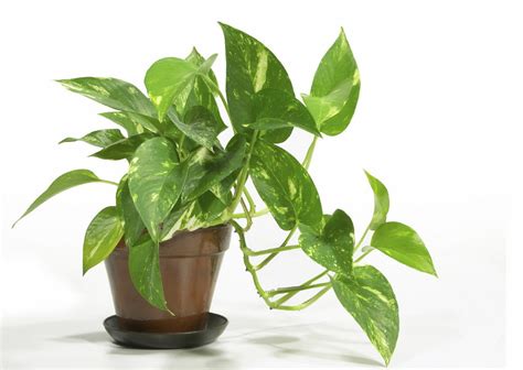 Houseplants cleanse indoor air while beautifying the home ...