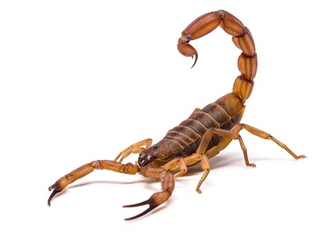 How Bad is the Sting of a Scorpion? | Pitara Kids Network