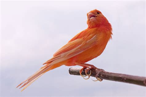 How did cardinals get those bright red feathers ...