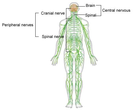How Does Your Nervous System Work? Carpenter ...