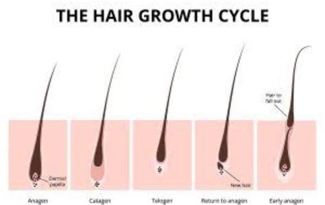 How long can my hair grow in a span of 2 weeks?   Quora