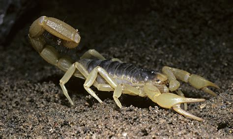 How long can scorpions live without food or water ...