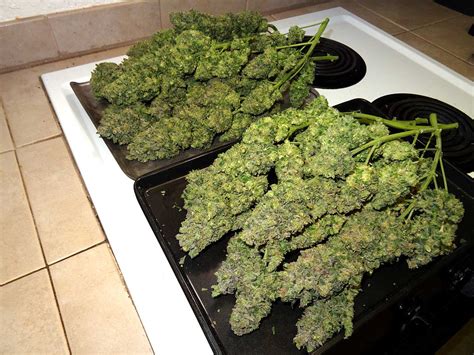How Long Does It Take to Grow Weed Indoors? | Grow Weed Easy