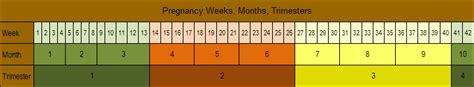 How Long Is Pregnancy: Days, Weeks, Months, Trimesters ...