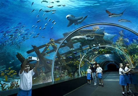 How much do you know about Singapore’s marine biodiversity ...
