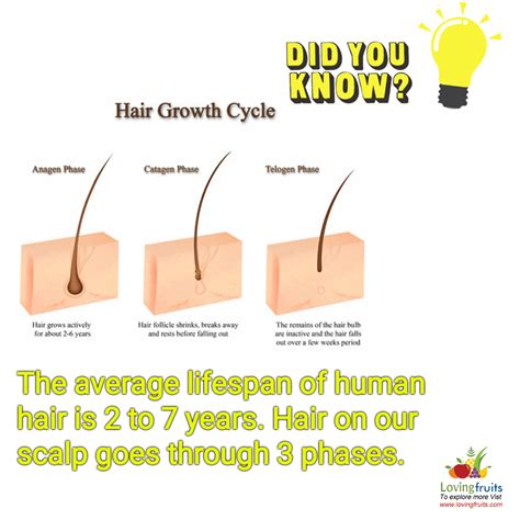 How much does Hair Grow in a Day?