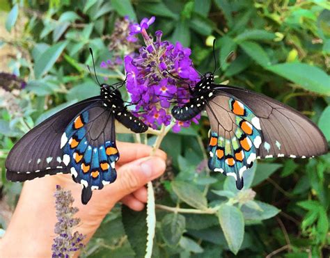 How one man repopulated a rare butterfly species in his ...