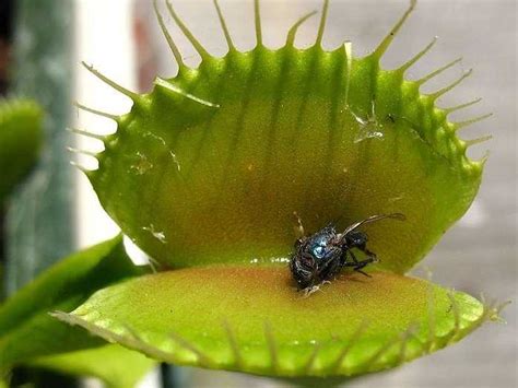 How The Venus Fly Trap Grabs Bugs With Its Speedy Grasp ...
