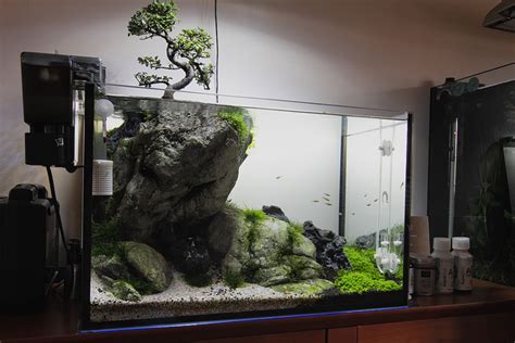 How to achieve this scape   The Planted Tank Forum