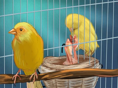 How to Breed Canaries: 10 Steps  with Pictures    wikiHow