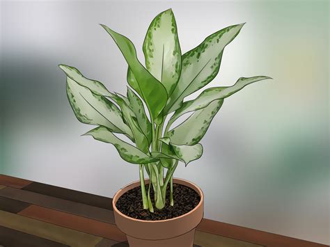 How to Care for Indoor Plants: 15 Steps  with Pictures ...