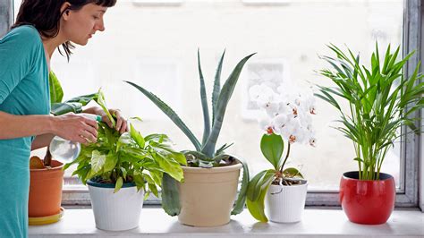 How to Cultivate Indoor Plants in the Concrete Jungle ...