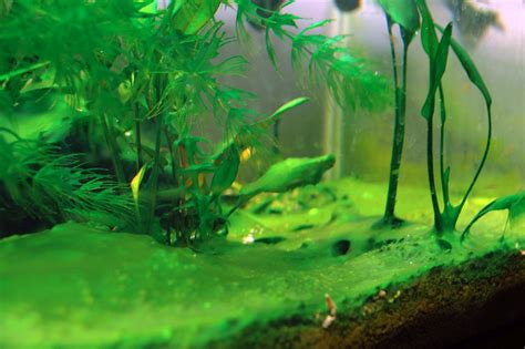 How To Deal With Aquarium Algae • Aquascaping Love