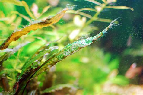How To Deal With Aquarium Algae • Aquascaping Love