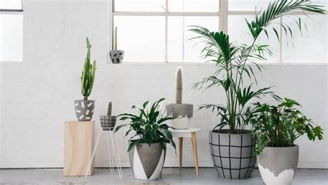 How to decorate with and style indoor plants