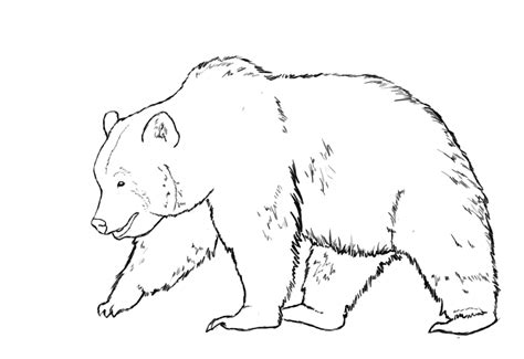 How To Draw A Bear   Draw Central