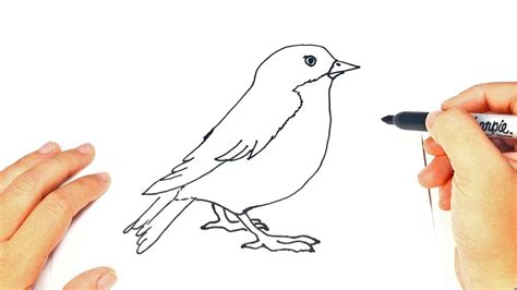 How to draw a Bird | Bird Easy Draw Tutorial   YouTube