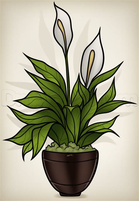 How to Draw a Peace Plant, Peace Lily, Step by Step ...
