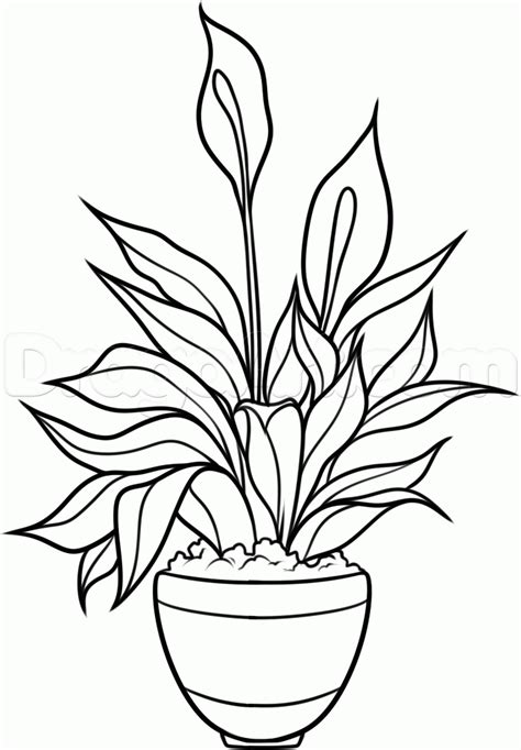 How to Draw a Peace Plant, Peace Lily, Step by Step ...