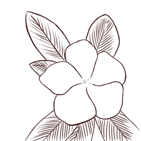 How to Draw Botanical Plants: 14 Steps  with Pictures ...