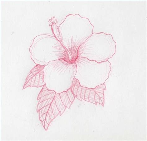 How to Draw Hawaiian Flowers Step by Step | eHow