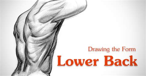 How to Draw Lower Back Muscles   Form | Proko