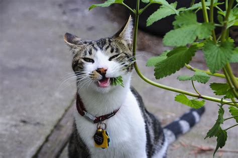 How to Grow Catnip at Home : 8 Steps