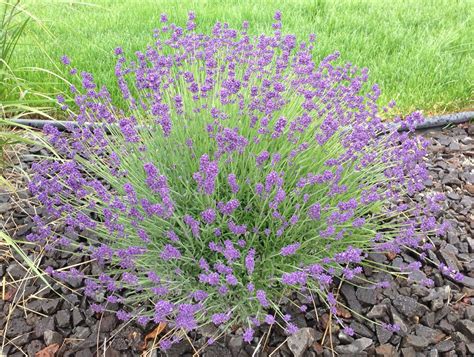 How To Grow Lavender Like the French | Lavender, Easy and ...