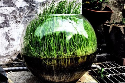 How to Grow Plants in Water: All You Need to Know