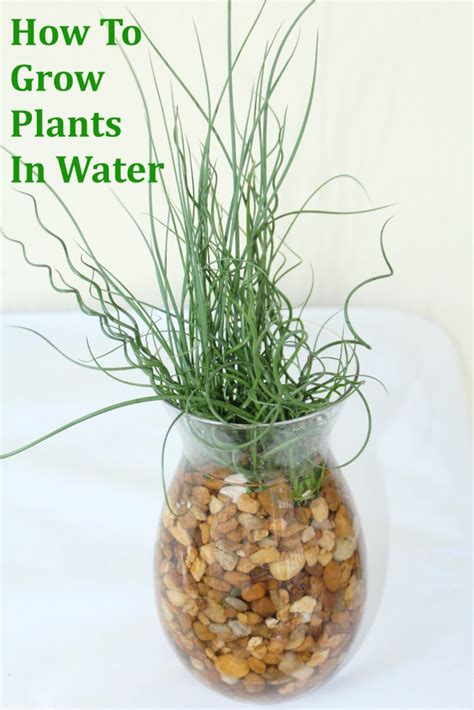How to grow plants in water  indoors    PrincessTafadzwa