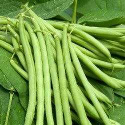 How to grow runner beans and french beans | Marshalls