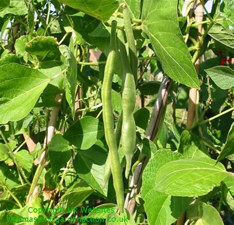 How to grow your Runner Beans, advice and pictures