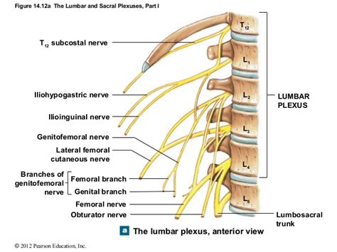 How to identify and treat lumbar plexus compression ...