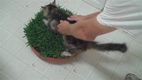 how to make a cat grass bed   YouTube