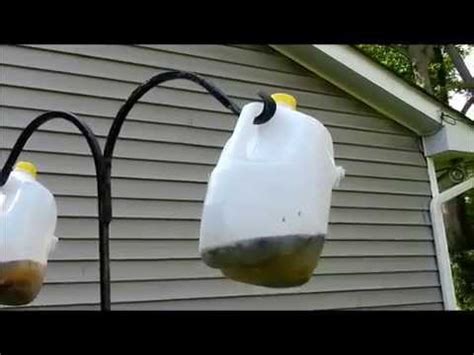 How to make a Homemade Fly Trap   YouTube