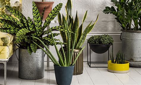 How to make the most of house plants | Life and style ...