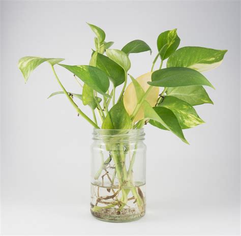 How To Propagte Pothos  In the Water and Soil    Sumo Gardener