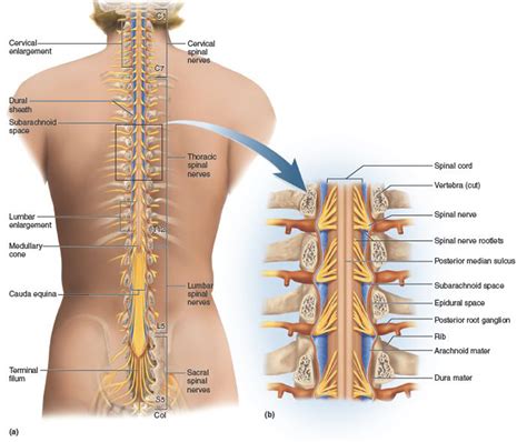 How to protect your spine and strength back muscles with ...