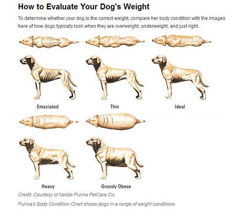 How to Safely Help Your Overweight Dog Lose Weight