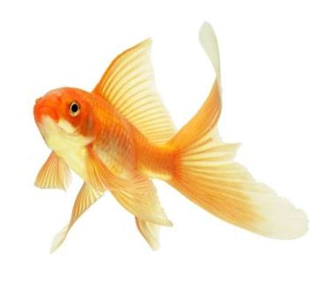 How to Take Care of Goldfish | LoveToKnow