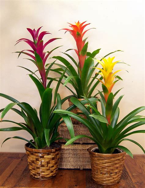 How to take care of your indoor Bromeliads – Bromeliad ...