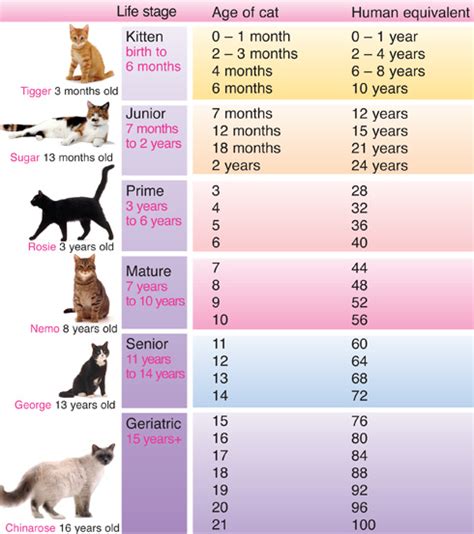 How to tell your cat’s age in human years | international ...