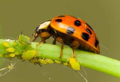 How to Use Ladybugs in Your Garden | Planet Natural