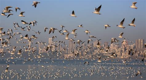Hoy celebramos el día mundial de las aves migratorias