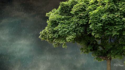 HQ Japan Nature Rain Fall Wallpapers HD Wallpapers | HD ...