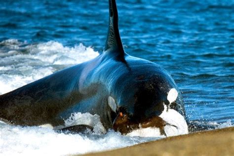 http://www.guioteca.com/patagonia/orcas atacando fuera del ...