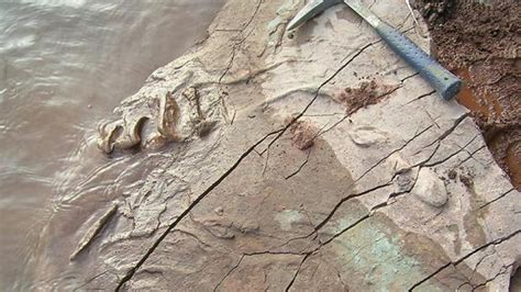 Huellas más antiguas de tortugas fósiles son halladas en ...