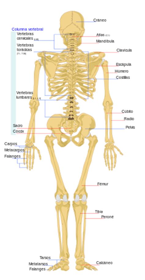 Huesos del cuerpo humano: Esqueleto humano: Partes, grupos ...