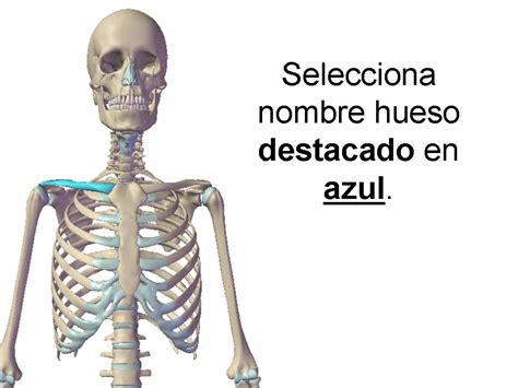 Huesos Esqueleto Humano   ProProfs Quiz